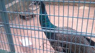 preview picture of video 'Amirthi Zoo tourist place located in vellore just 30 km'