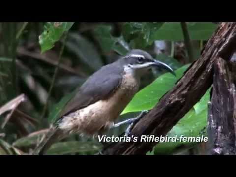 Birding North-East Queensland: 89 Australian Birds