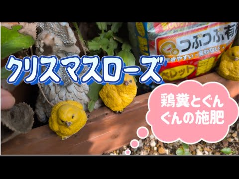 なぜクリスマスサボテンに砂糖をまくのでしょうか？この自家製肥料のメリットとデメリット  庭園