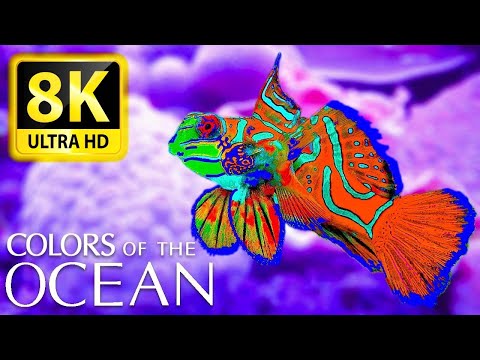 Colors of the ocean 8K ULTRA HD - The best sea animals for relaxing and soothing music