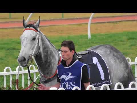 Chautauqua - The Protest Horse