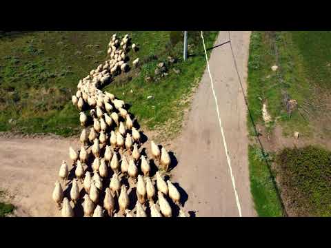 NURAGUS Pecore al pascolo