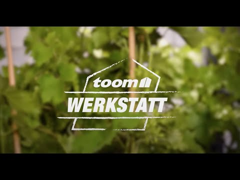 toom Pflanzentipps: Weinreben für zuhause | toom Baumarkt