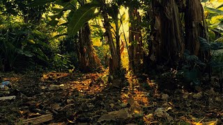 Download lagu CINEMATIC PAGI HARI | CINEMATIC SEKITAR RUMAH | SINEMATIK ALAM 30 DETIK mp3