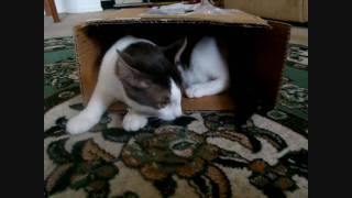 Download lagu Cat in the Box mp3 Download lagu Cat in the Box mp3