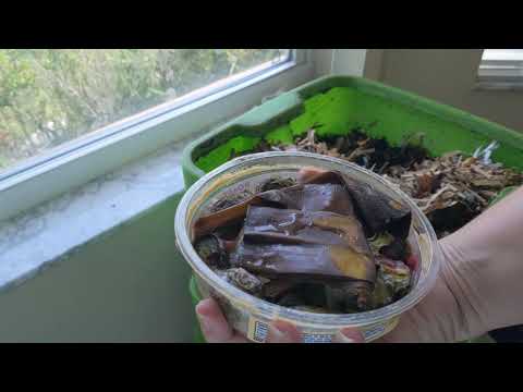 Hot Frog Living Composter Year 1 Day 64 - Quick Feeding - Vermicomposting