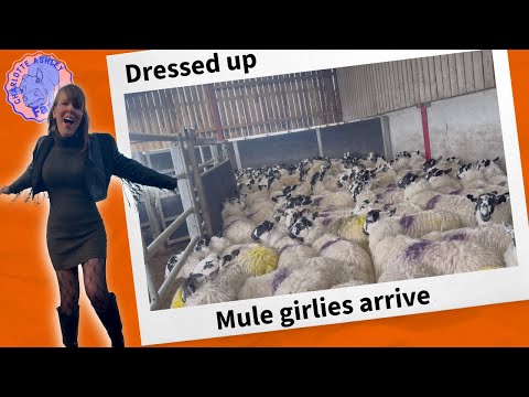 Real cowgirling vs. Fake cowgirling 