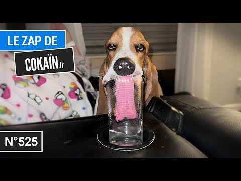 Le Zap de Cokaïn.fr n°525