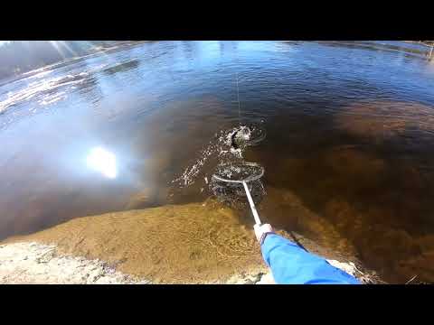 Kymijoki 21.4.2020. Kuusankosken vapakalastusalue.