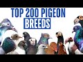Top 200 Pigeon Breeds In The World Top 200 Most Popular Pigeon Breeds Top Pigeon Breeds