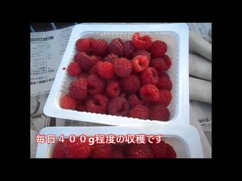 ブラックベリーを冷凍する:これが果物を保存する方法です 植物