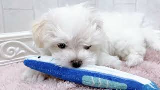 マルチーズの動画01