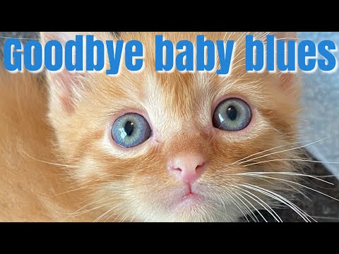 Kitten's Eyes Changing Color!