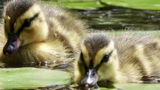 Companionship brings color | PhotoLink Library
