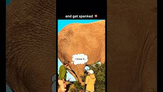 Huge Elephant Uses its tail