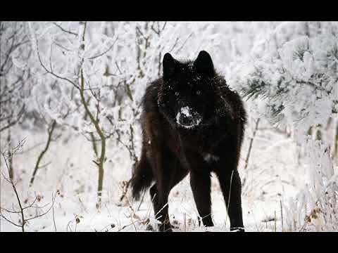 FEJT WZK - Samotny wilk | ft. HexonWS