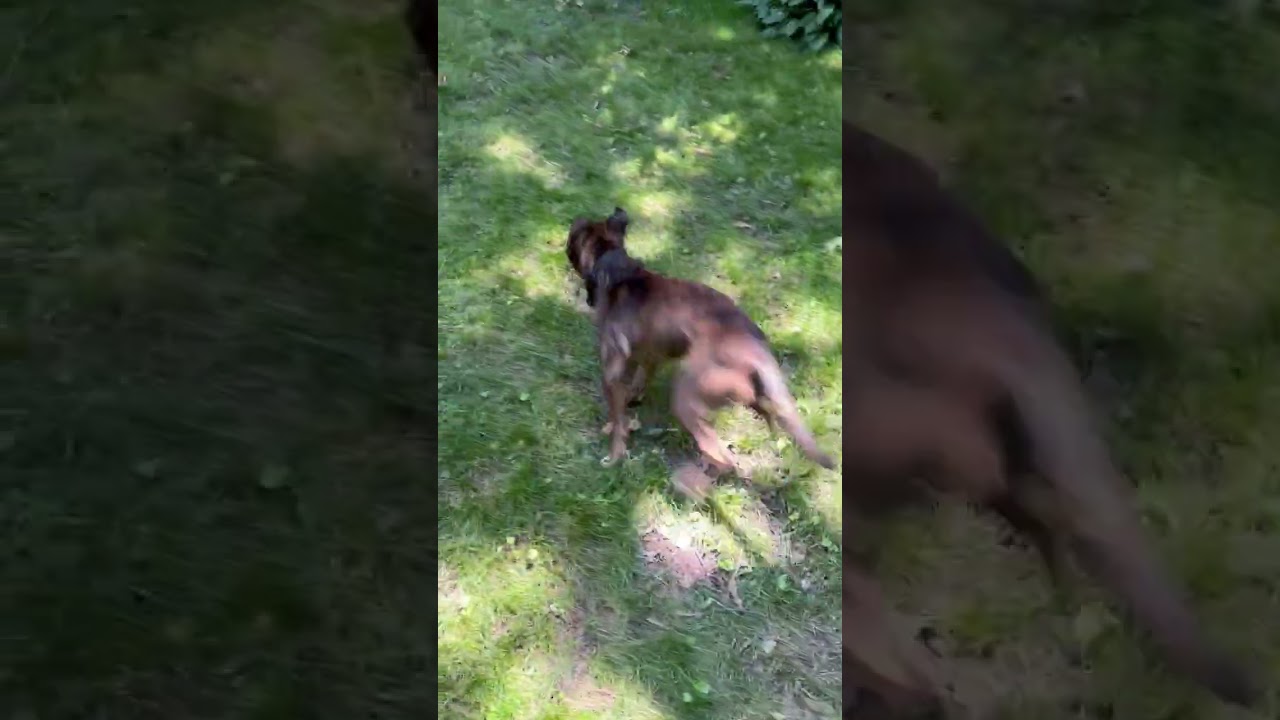 Enlarge Twix (aka Roscoe), a Adoptable mixed breed in Washington, DC video 6/6