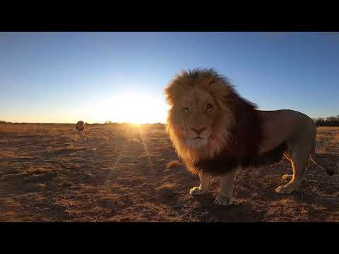 Львиный ералаш. Выпуск 13