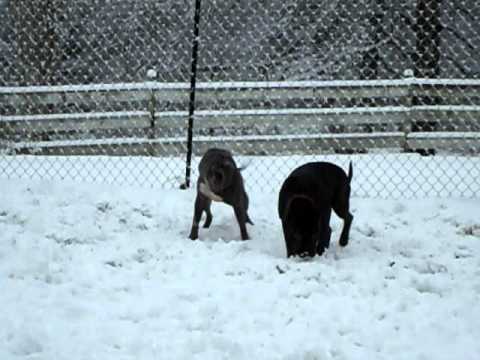 Ava & Q, an adopted American Staffordshire Terrier Mix in Auburn, WA_image-1