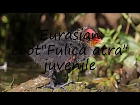 How to pronounce Eurasian coot"Fulica atra" juvenile in English?