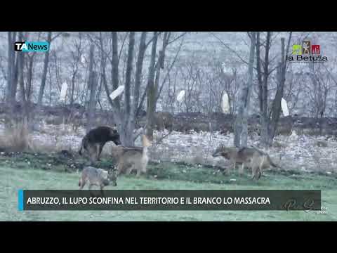 Abruzzo: The wolf invades the territory and the pack slaughters it.