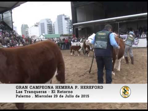 29-07-15 - Gran Campeon Hembra Hereford - Palermo 2015 .