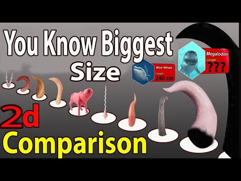 Size comparison in 2023 | Exploring Animal Size Diversity