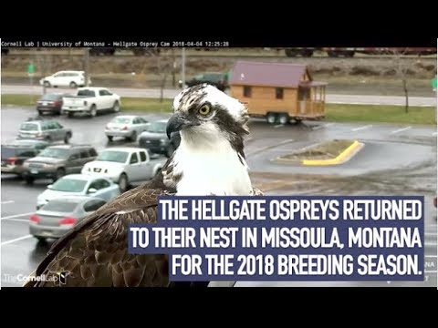 2018 Hellgate Osprey Cam Highlights