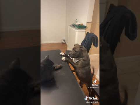 Pitbull vs Cats