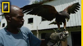 This Man Turned His Life Around by Mastering Falconry | National Geographic