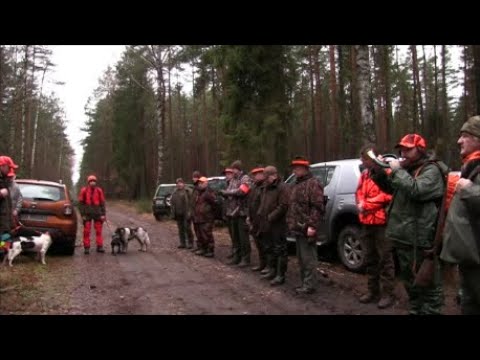 Spotkałem myśliwych - odcinek 181 Polowanie zbiorowe w KŁ ,,Knieja'' Katowice