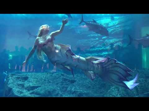 Mermaid Show in Dubai Mall Aquarium