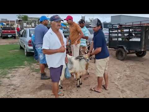 FEIRA DE ANIMAIS DE BARRA DE SANTA ROSA PARAÍBA BRASIL 12/03/2026