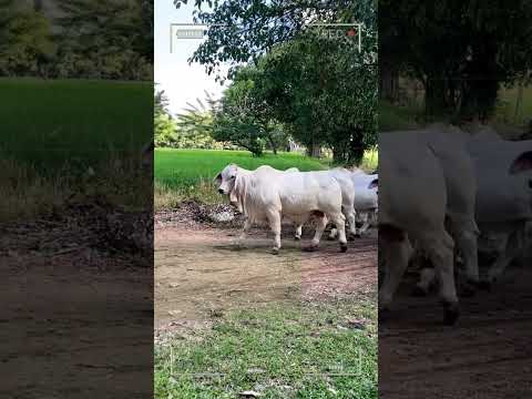 🔴 BRAHMAN Gris ✅ Ganado de Engorde