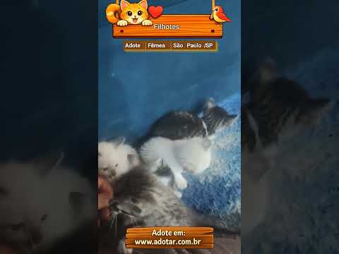 Vídeo de Filhotes 