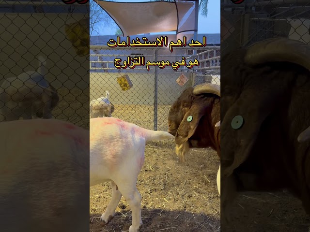 قلم تمييز للحيوانات