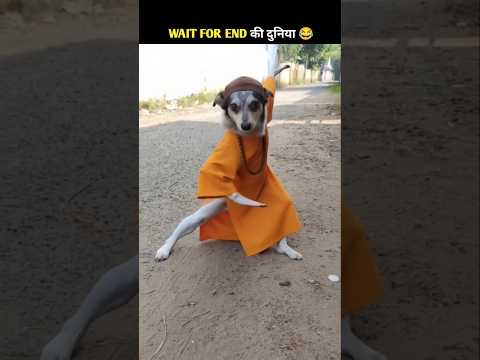 Animals Ke Gajab Karname-65 😂 Wait for twist 😂#funny #shorts