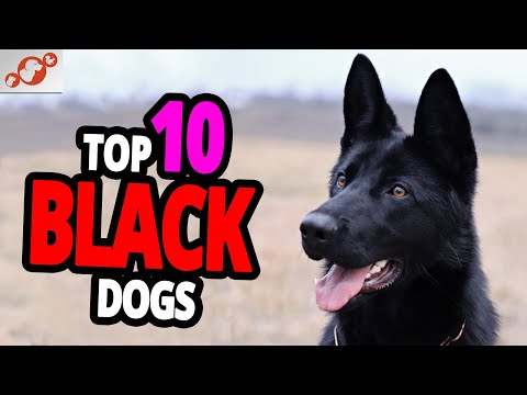 🐕 Black Dogs - TOP 10 Black Dog Breeds In The World!
