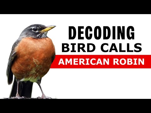 Bird Calls Decoded - American Robin Alarm Call