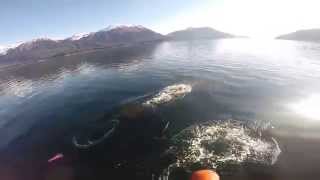 preview picture of video 'Dall Porpoises in Tenakee Inlet'