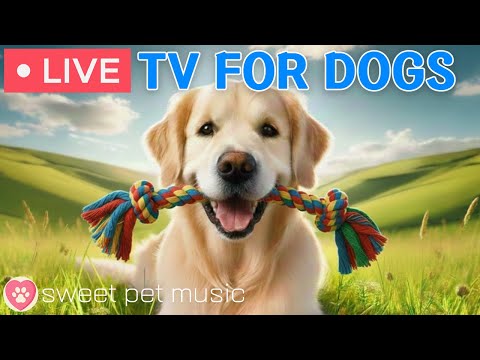 🔴24 Hours of Dog TV🎵🐶Calming Music for Dog Sleep🐾🩷Soothing Dog Music Eases Dog Stress and Anxiety
