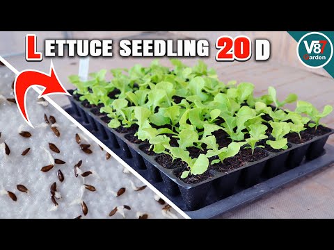 Grow Healthy Lettuce: Easy Care Tips from Seed to Transplant