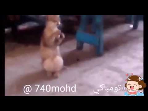 funny cat videos