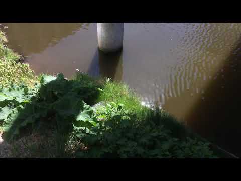 upsammy - In A Shade (Official Video)