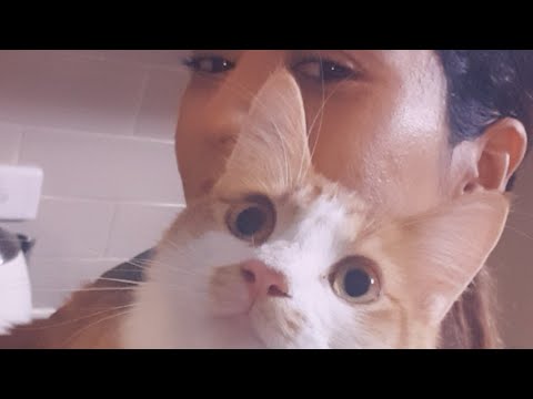 My cute Cat #simba 😍