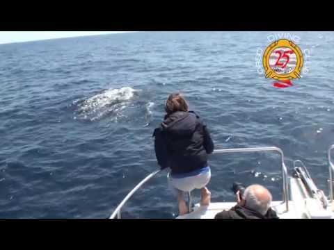 WHALE WATCHING SARDINIA -OrsoDiving-  08/05/2014
