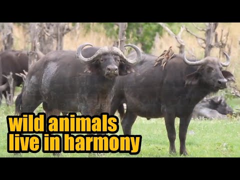 Animal world - wild animals live in harmony