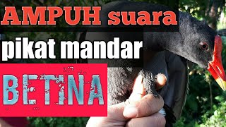 Download lagu Suara pIKAT MANDAR BATU mp3