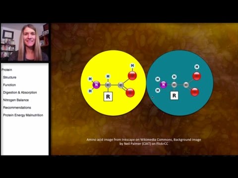 7.1 タンパク質の構造タンパク質の構造 (7.1 Protein: Structure of Proteins)