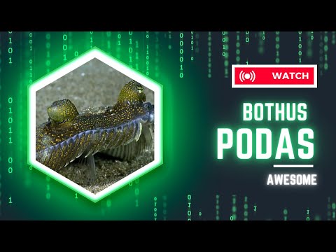 Bothus Podas – The Flatfish with a Mind-Blowing Superpower! 🐟🧐